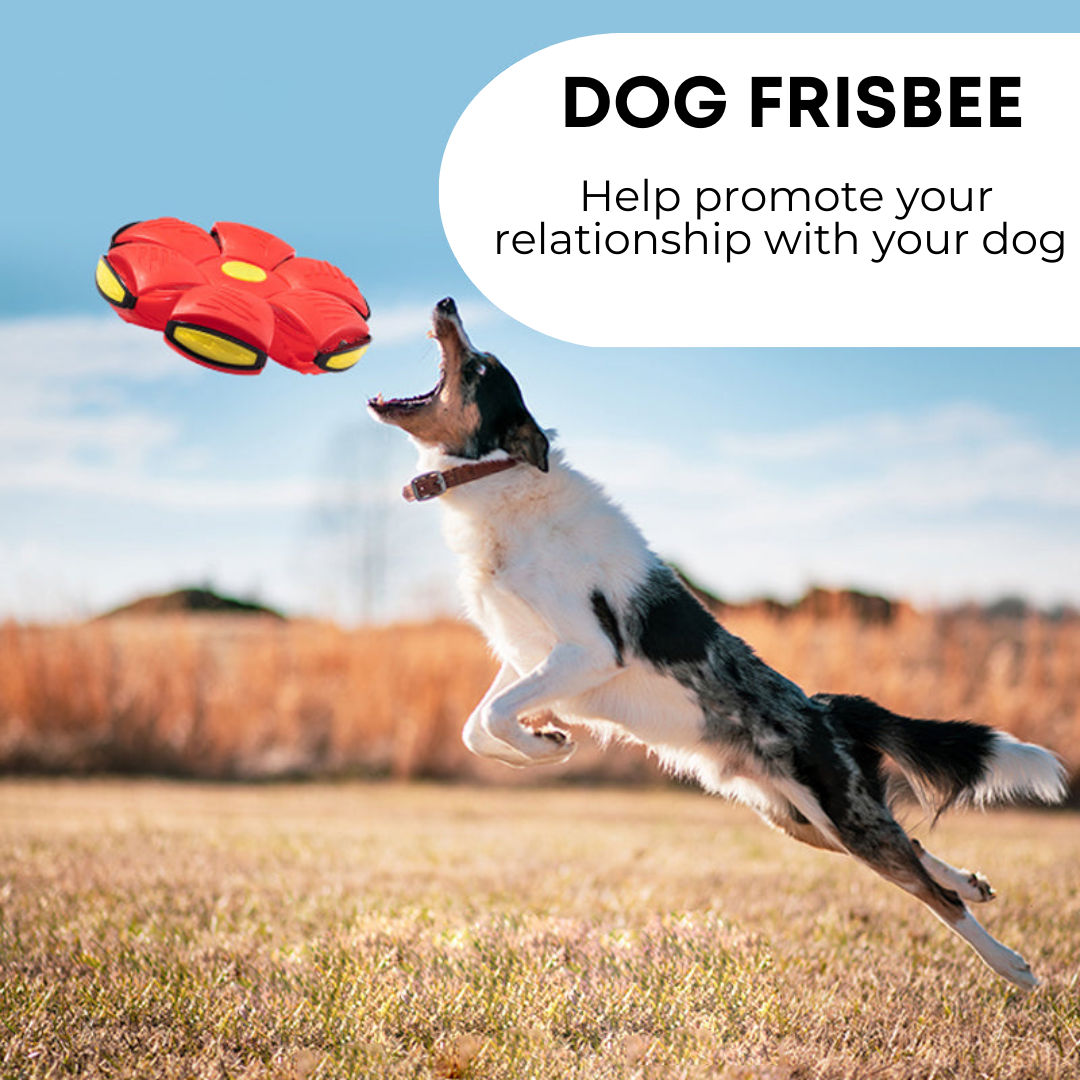 Claw & Order™ Dog Frisbee